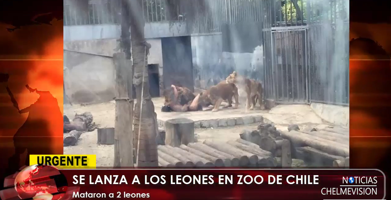 Se mete en jaula de los leones para suicidarse, y lo salvan matándolos