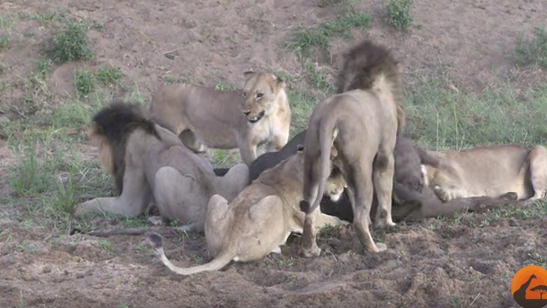 Video de leones que cazan búfalo que se escapa por pelea