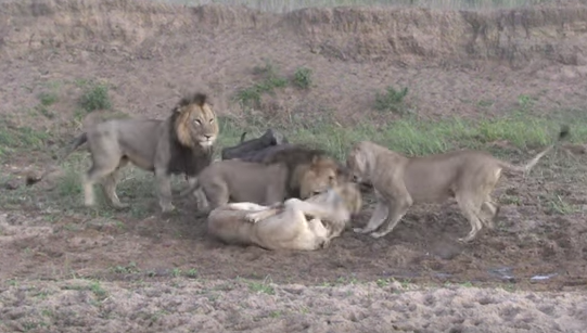 Video de leones que cazan búfalo que se escapa por pelea