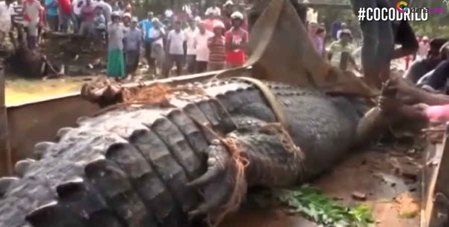 Rescate de cocodrilo gigante en Sri Lanka: video