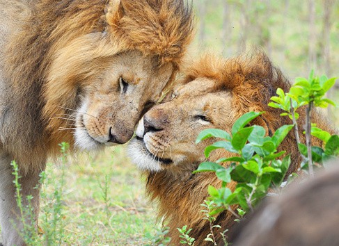 Caso de leones gais en Kenia