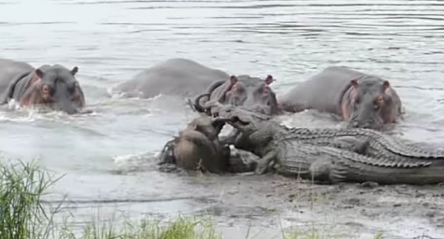 Hipopótamos salvan a ñu de cocodrilos: video