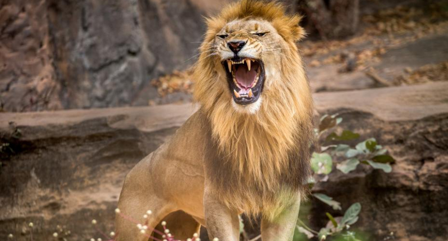 Foto de leones que parece como si se estuvieran riendo