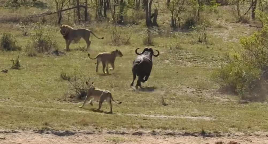 Búfalo escapa de leones y de cocodrilo, video viral