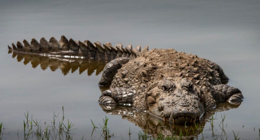 Crueles jóvenes lanzan perra a río para que cocodrilo la devore