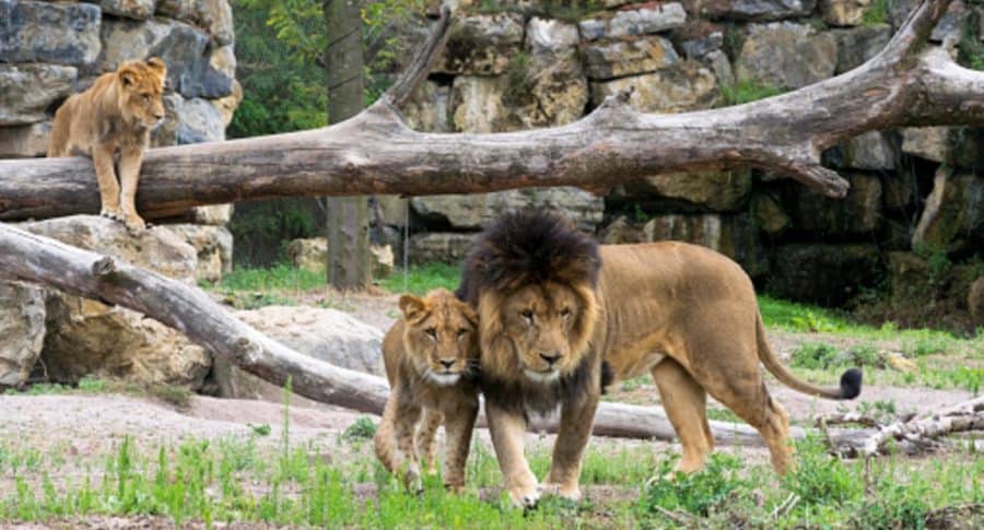 Cuatro leones de un zoológico se contagiaron de coronavirus